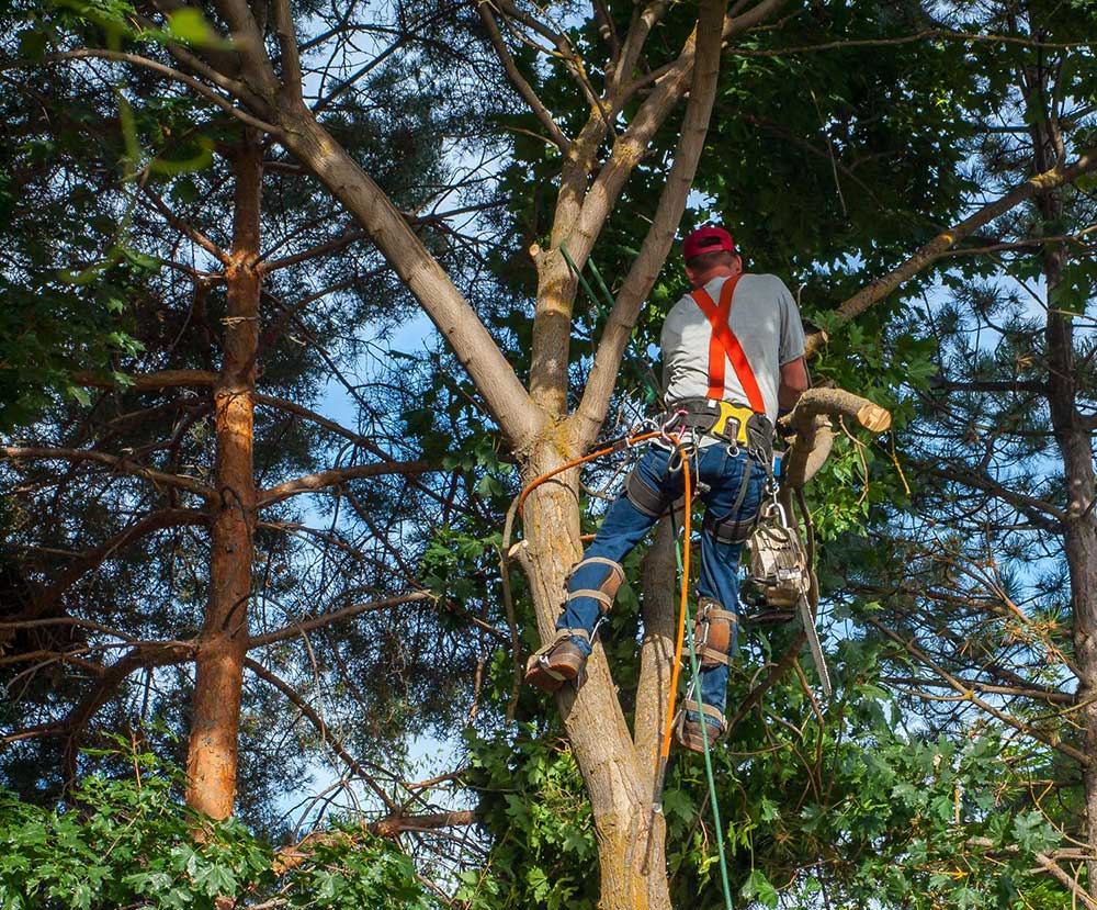 tree service nyc